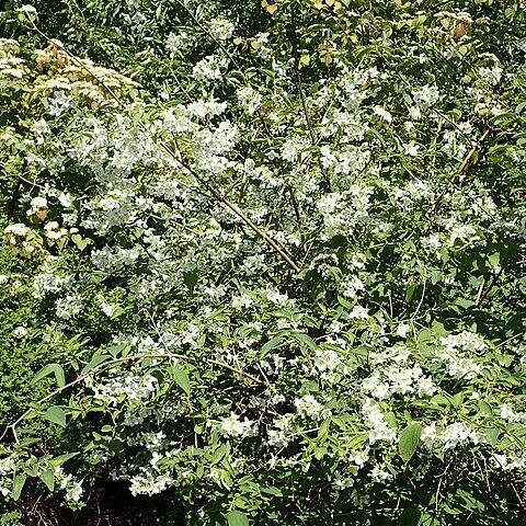 Philadelphus subcanus unspecified picture