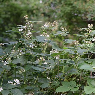 Rubus fasciculatus unspecified picture