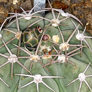 Gymnocalycium bayrianum unspecified picture