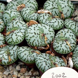 Conophytum obcordellum unspecified picture