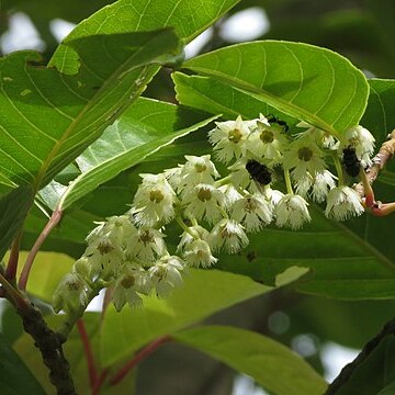 Elaeocarpus floribundus unspecified picture