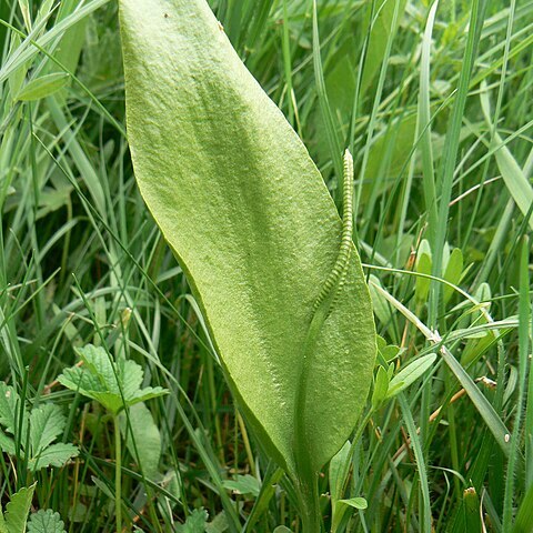 Ophioglossaceae unspecified picture