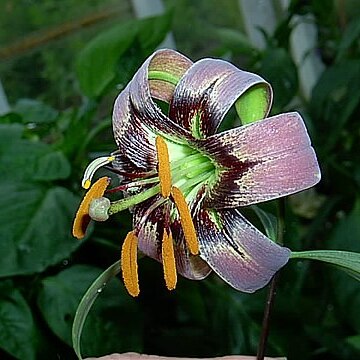 Lilium primulinum unspecified picture
