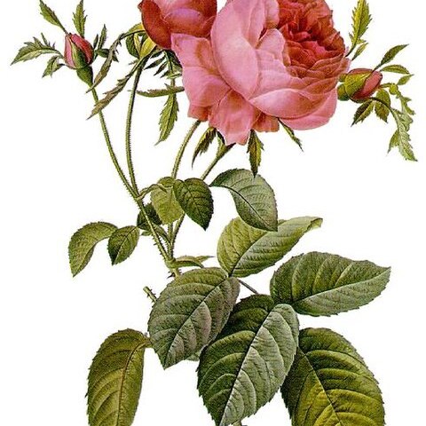 Rosa centifolia unspecified picture