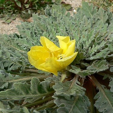 Oenothera primiveris unspecified picture