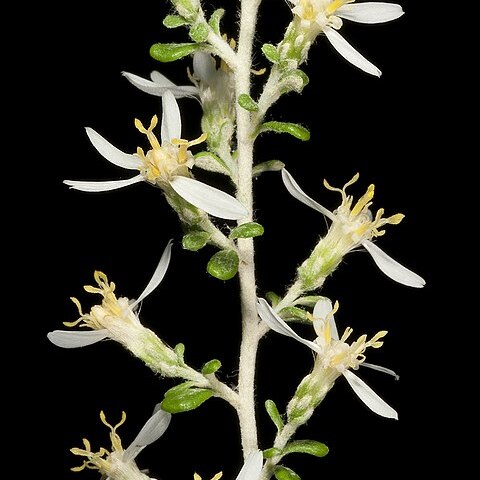 Olearia exiguifolia unspecified picture