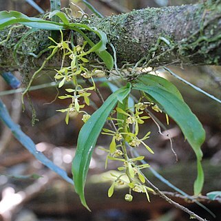 Sarcochilus parviflorus unspecified picture