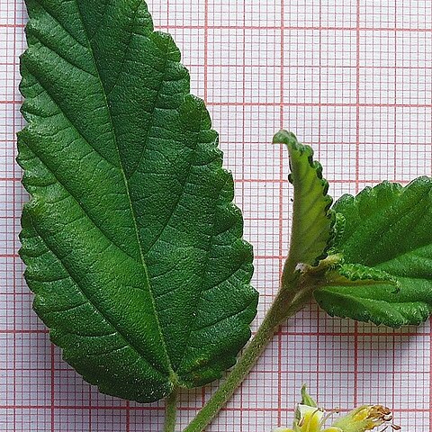 Melochia betonicifolia unspecified picture