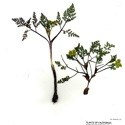 Lomatium vaginatum unspecified picture