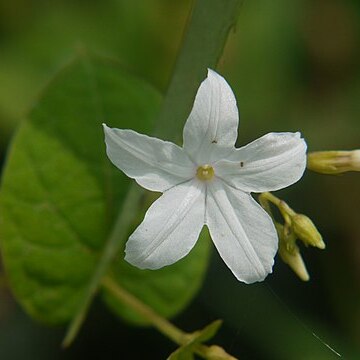 Dinetus unspecified picture