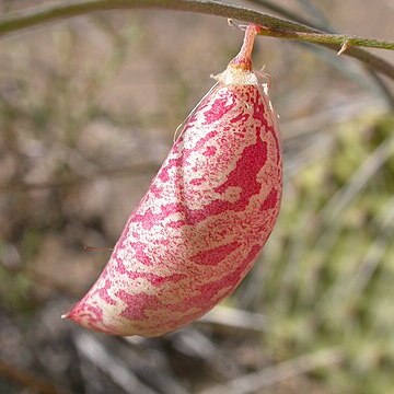 Astragalus ceramicus unspecified picture
