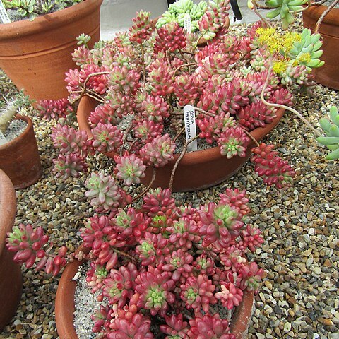 Sedum pachyphyllum unspecified picture