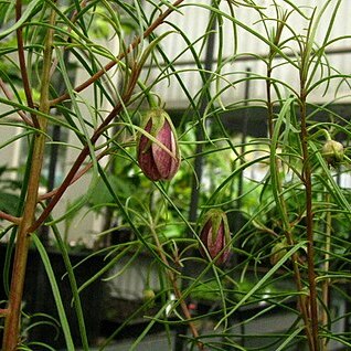 Lysimachia filifolia unspecified picture