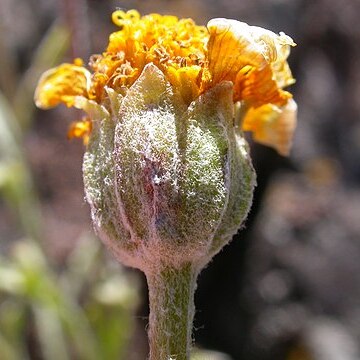 Eriophyllum lanatum var. integrifolium unspecified picture