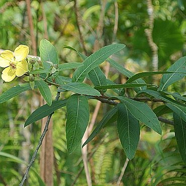 Ludwigia latifolia unspecified picture