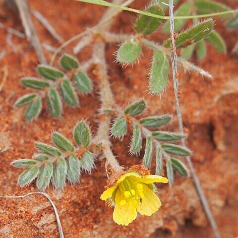 Tribulus eichlerianus unspecified picture