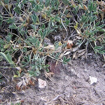 Trifolium andinum unspecified picture