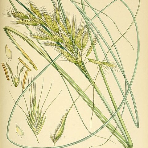 Chionochloa antarctica unspecified picture