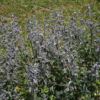 Marrubium astracanicum unspecified picture
