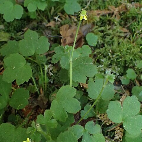 Ranunculus reflexus unspecified picture