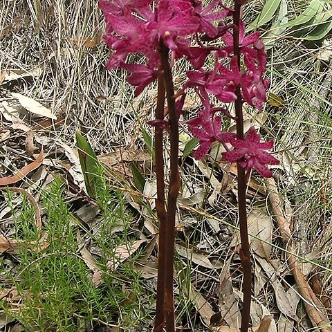 Dipodium squamatum unspecified picture