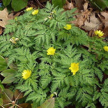 Adonis amurensis unspecified picture