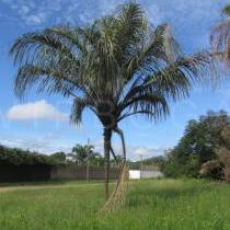 Astrocaryum aculeatum unspecified picture
