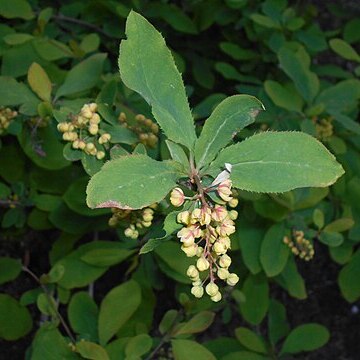 Berberis amurensis unspecified picture