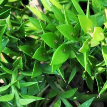 Ruscus hyrcanus unspecified picture