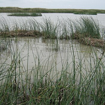 Schoenoplectus litoralis unspecified picture