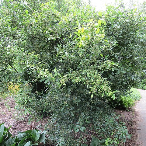 Euonymus velutinus unspecified picture