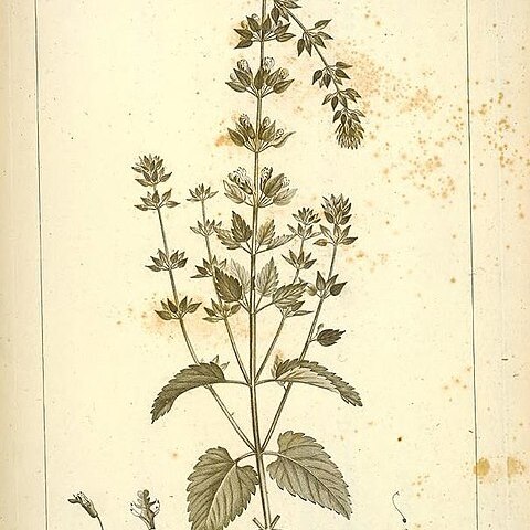 Teucrium bracteatum unspecified picture