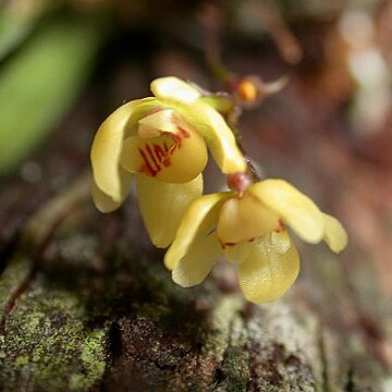 Thrixspermum japonicum unspecified picture