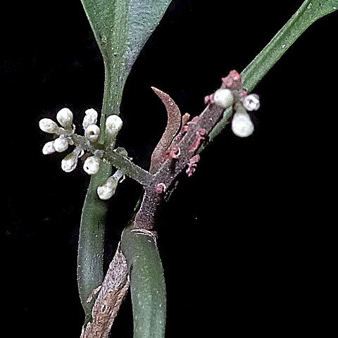 Cybianthus unspecified picture