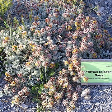 Anthyllis tejedensis unspecified picture