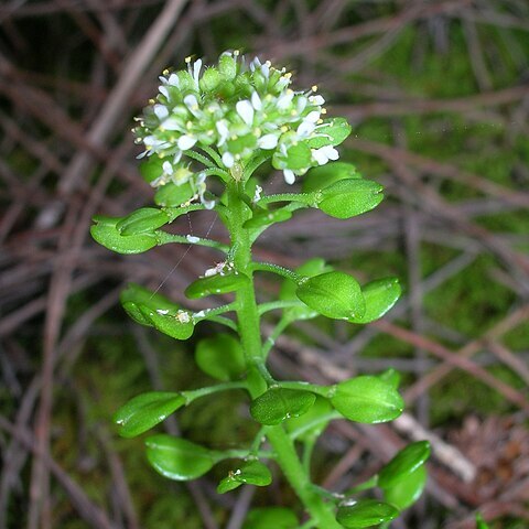 Lepidium bidentatum unspecified picture