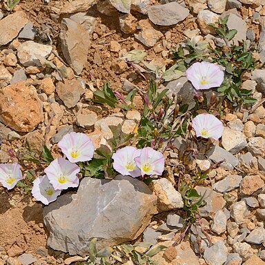 Convolvulus libanoticus unspecified picture