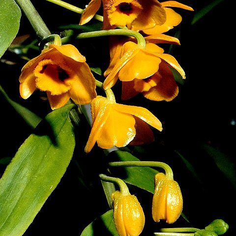 Dendrobium chrysanthum unspecified picture