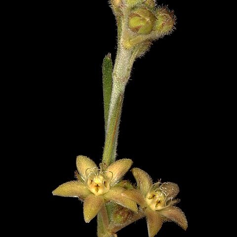 Aspidoglossum biflorum unspecified picture