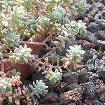 Sedum farinosum unspecified picture