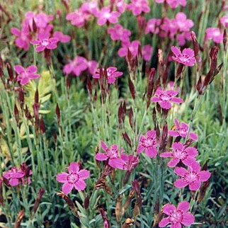 Dianthus myrtinervius unspecified picture
