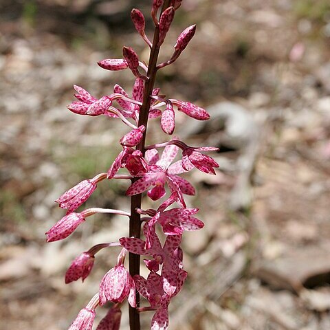 Dipodium unspecified picture