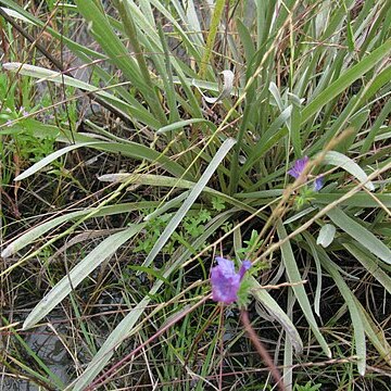 Pycnosorus globosus unspecified picture