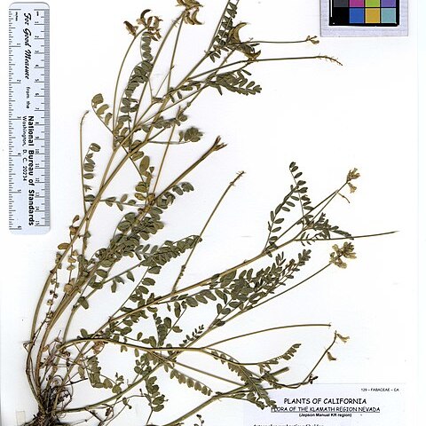 Astragalus umbraticus unspecified picture