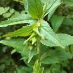Epilobium montanum leaf picture by Wiegard Edgar (cc-by-sa)