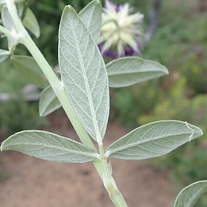 Otholobium sericeum unspecified picture