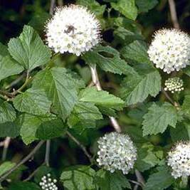 Physocarpus unspecified picture