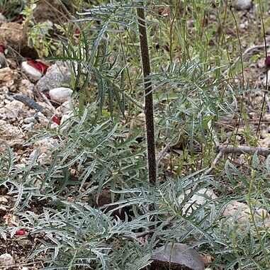 Verbascum linearilobum unspecified picture