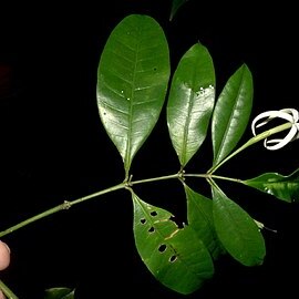Faramea unspecified picture