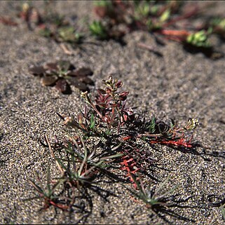 Lepidium nitidum unspecified picture